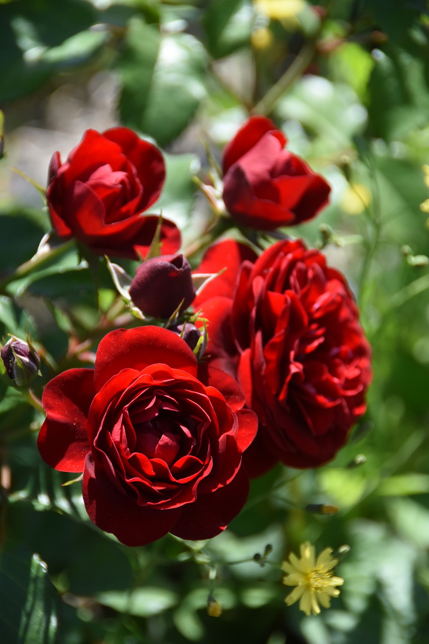 rose  red  plants free photo
