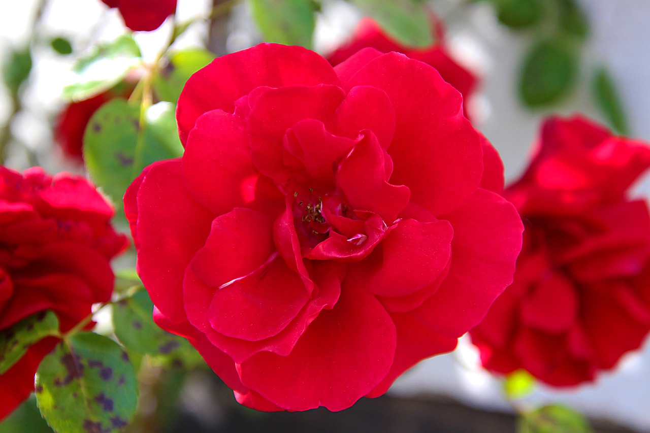 rose  flower  blossom free photo