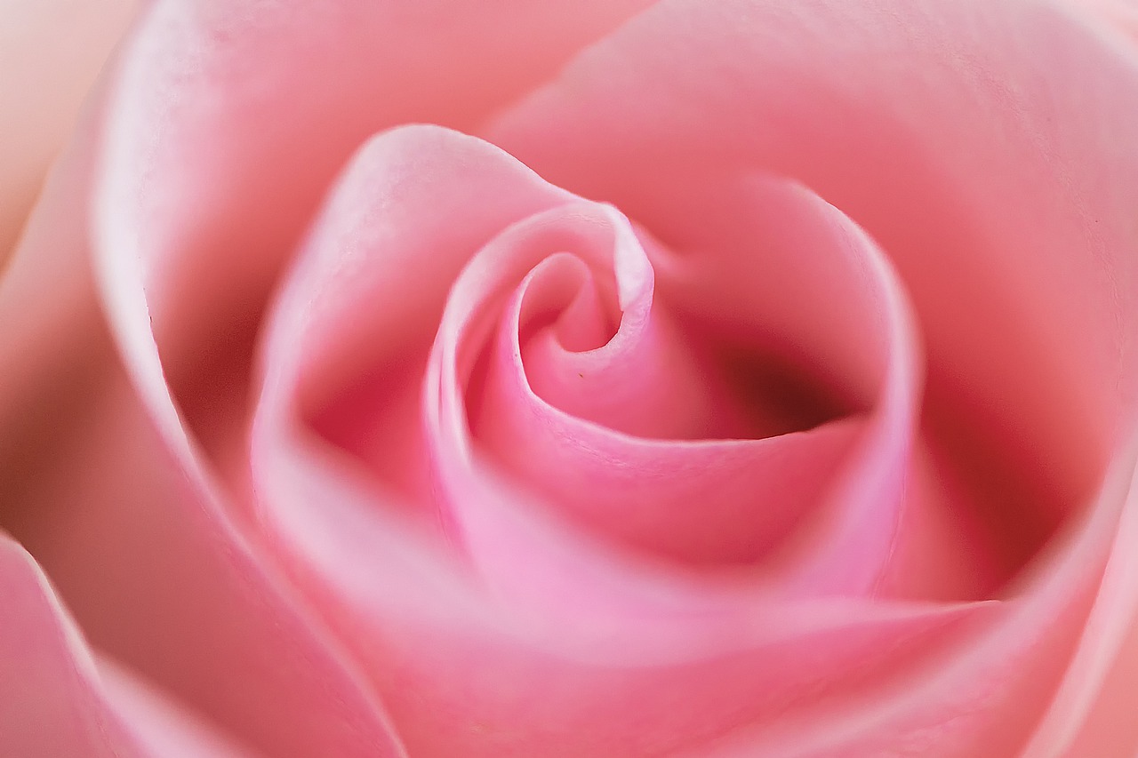 rose  pink  flower free photo