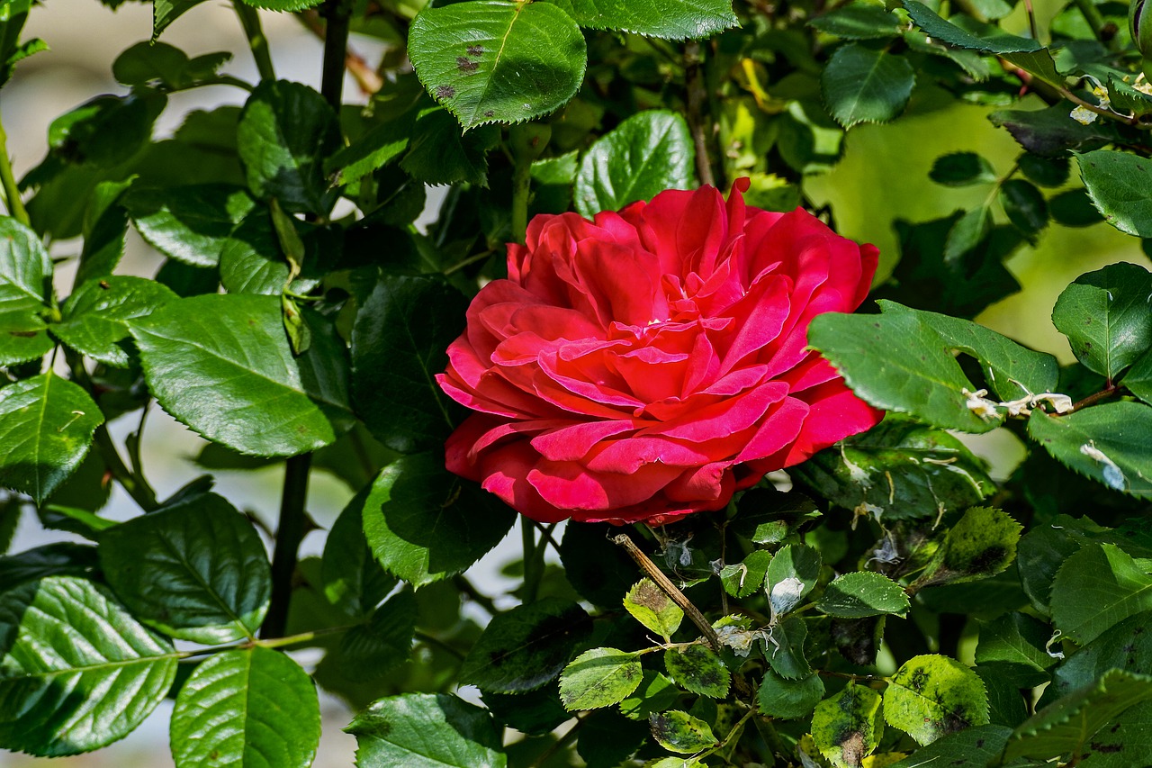 rose  red  beauty free photo