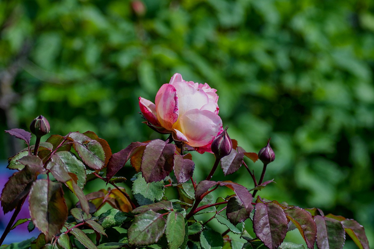 rose  garden  pink free photo