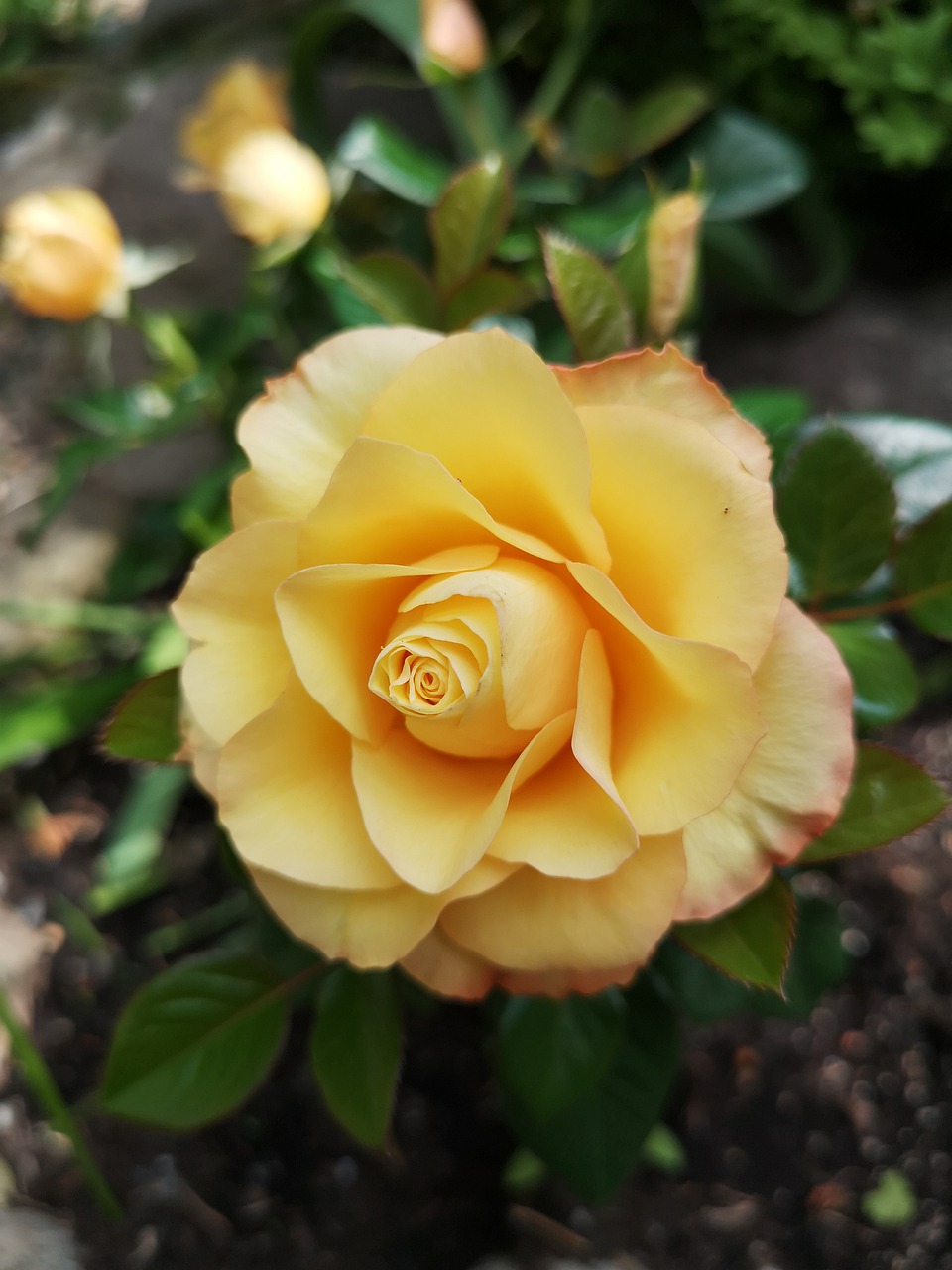 rose  yellow  flower free photo