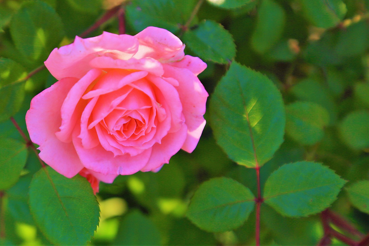 rose  pink  spring free photo