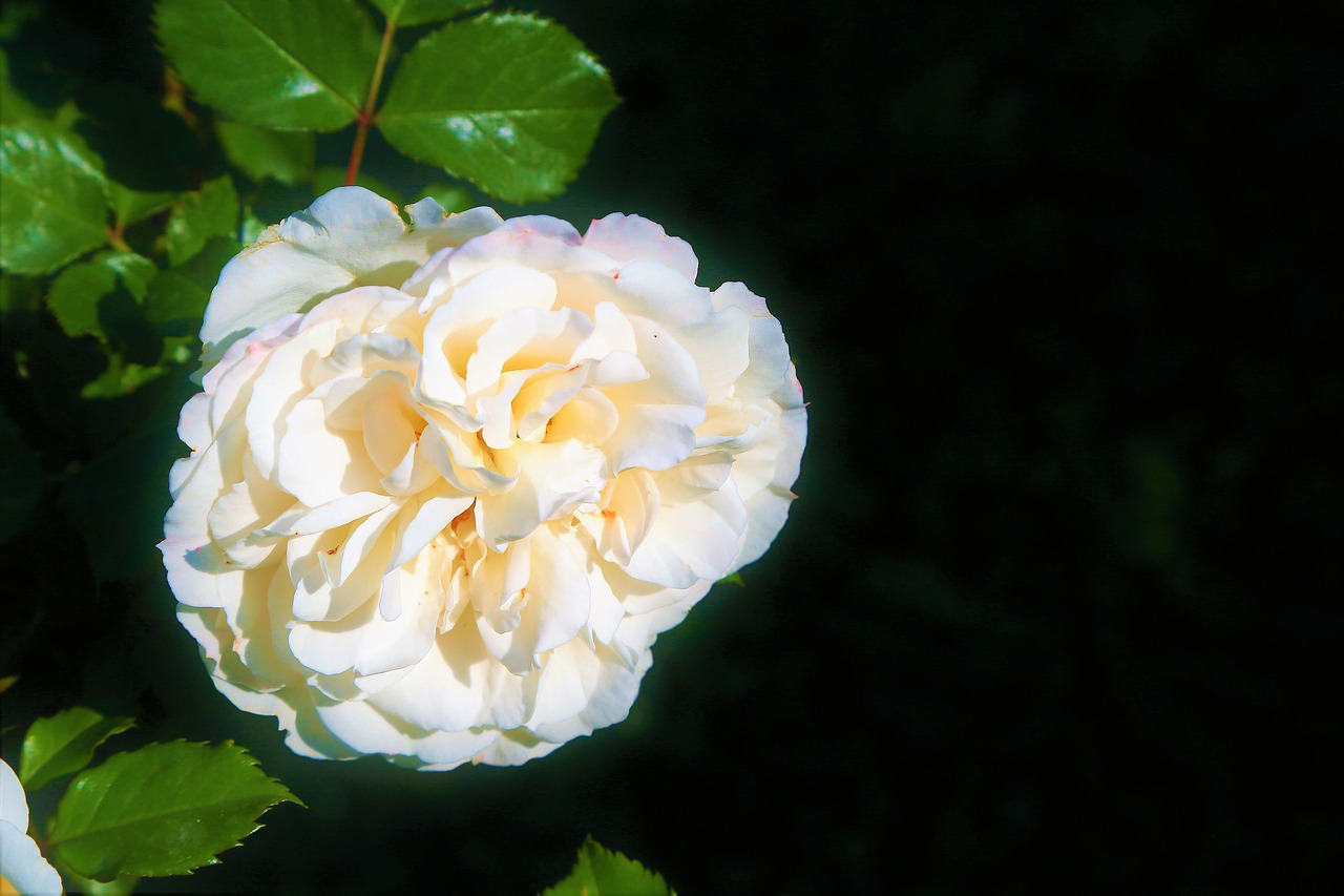 rose  white  spring free photo