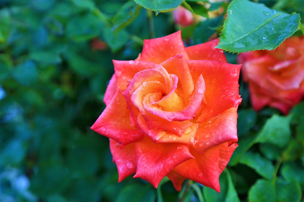 rose  orange  pink free photo