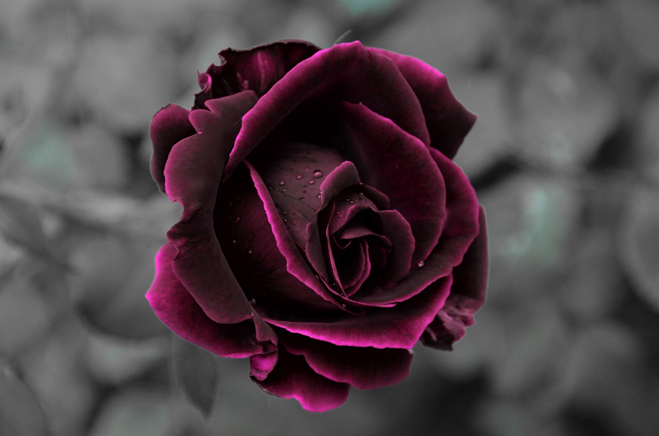 rose  velvet  romantic free photo