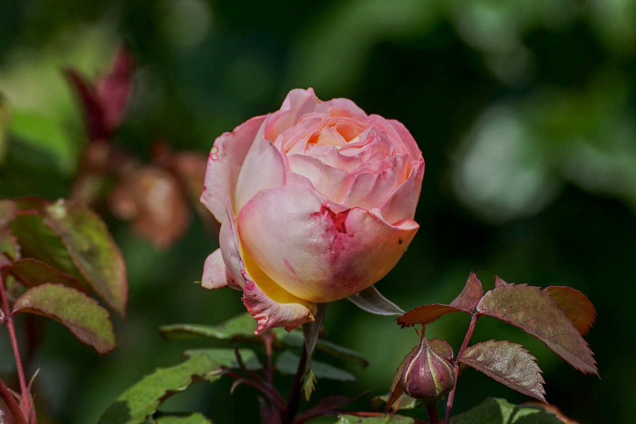 rose  garden  pink free photo