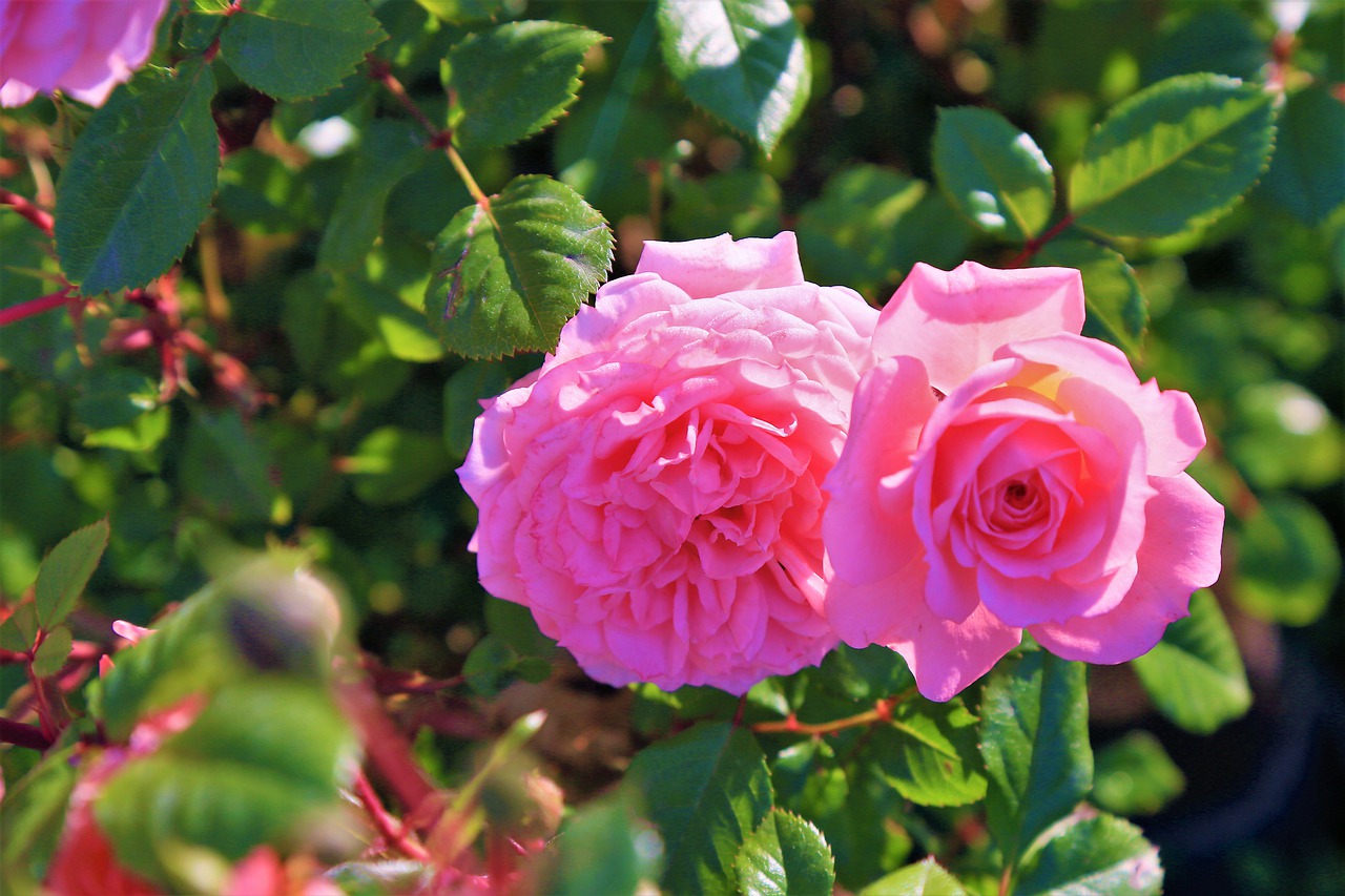 rose  pink  beautiful free photo