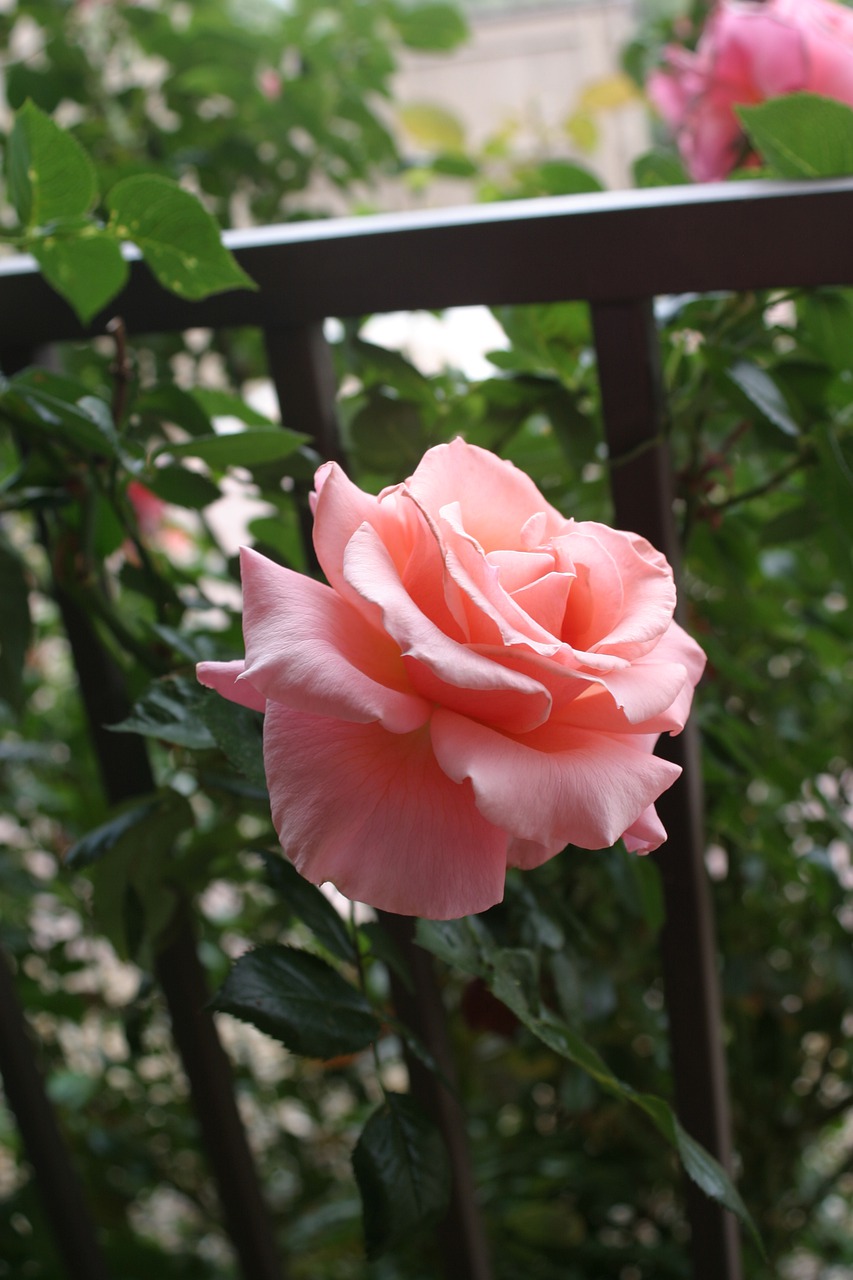 rose  pink  by fence free photo