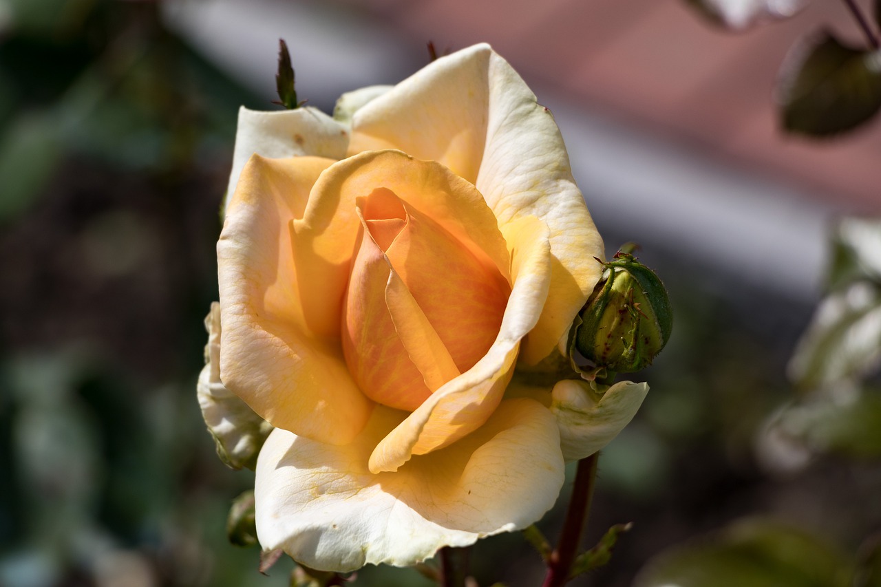 rose  flowers  petals free photo