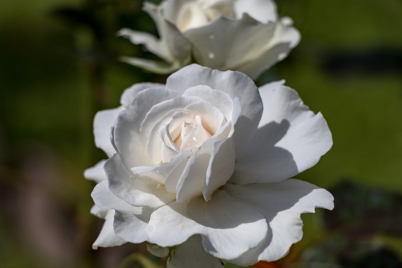 rose  flowers  petals free photo