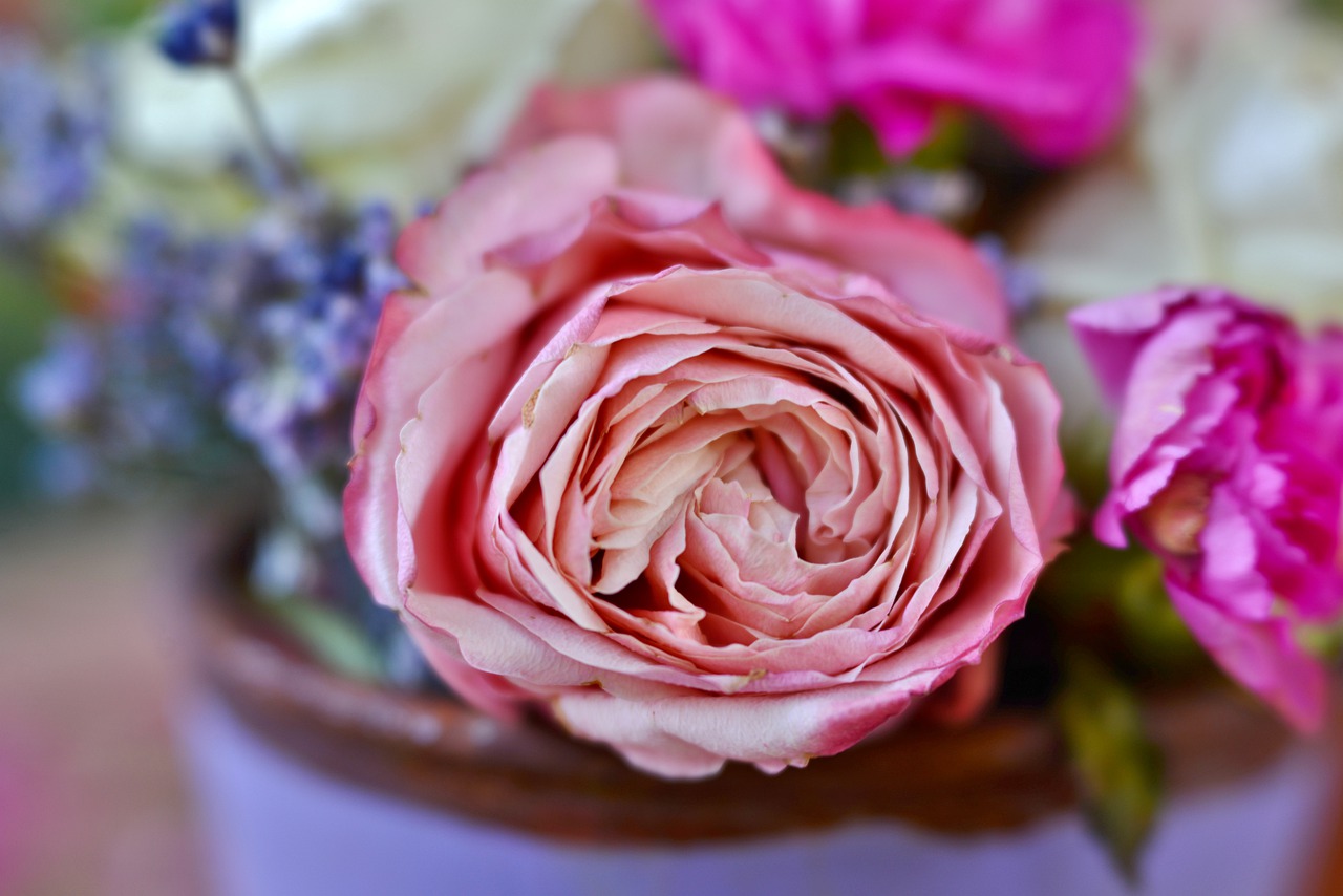 rose  pink  flower free photo