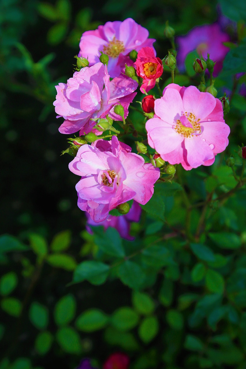 rose  flower  spring free photo