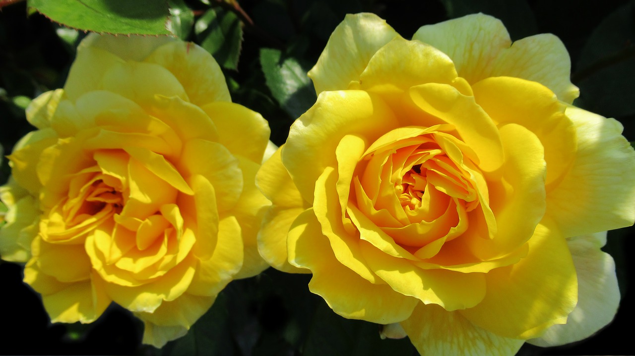 rose  yellow rose  flower free photo