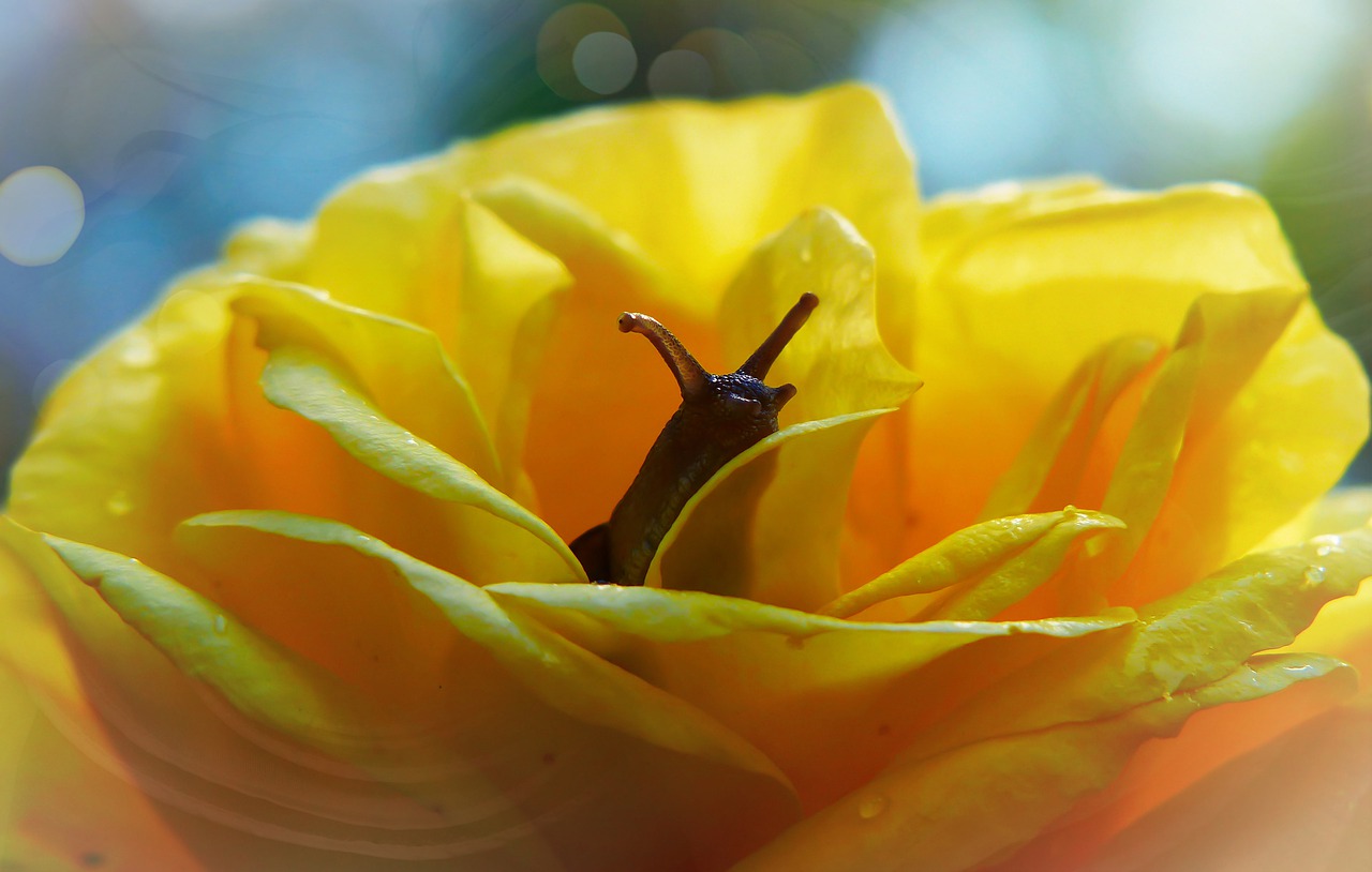 rose  flower  the petals free photo