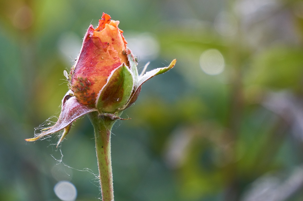 rose  blossom  bloom free photo