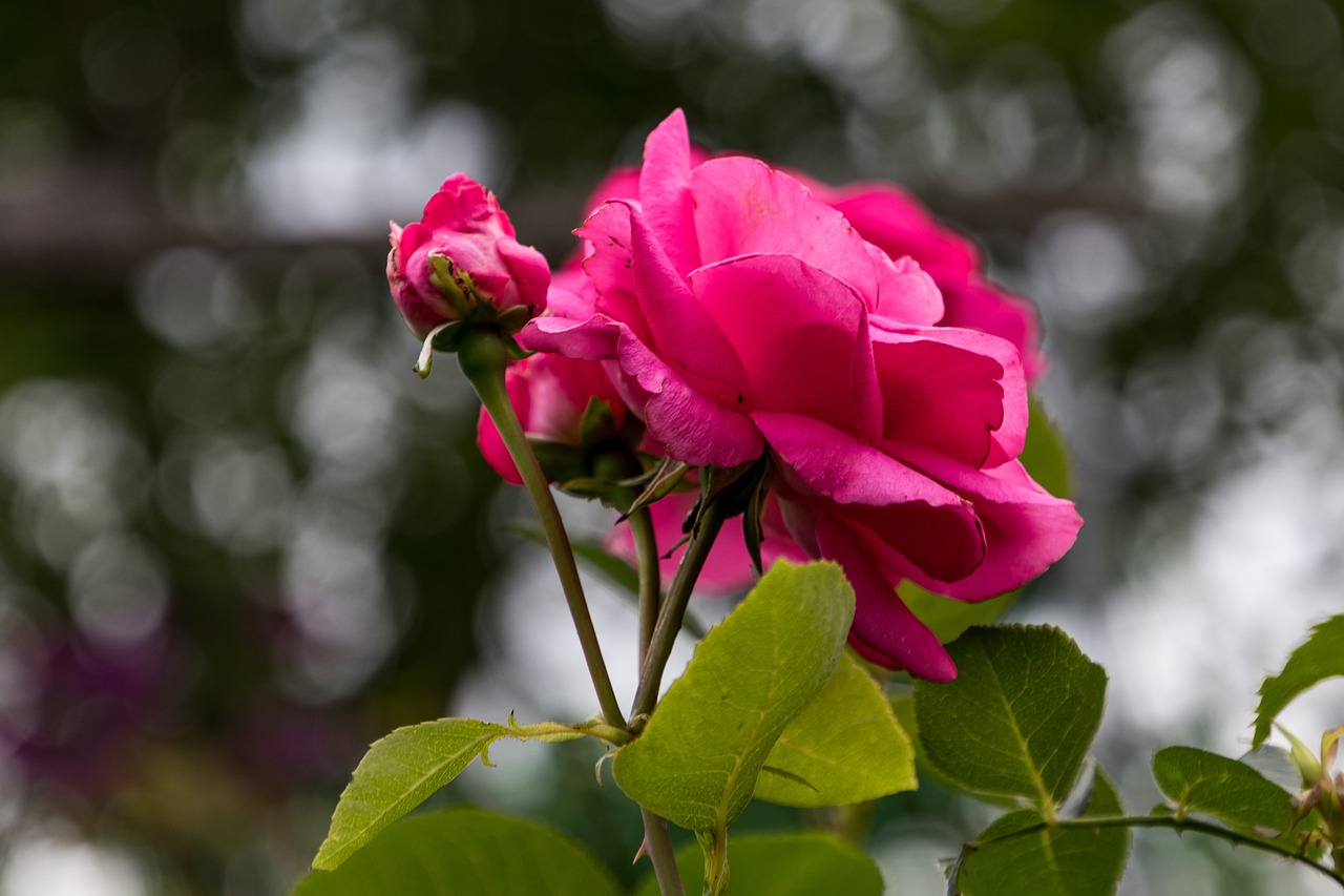 rose  flower  petals free photo