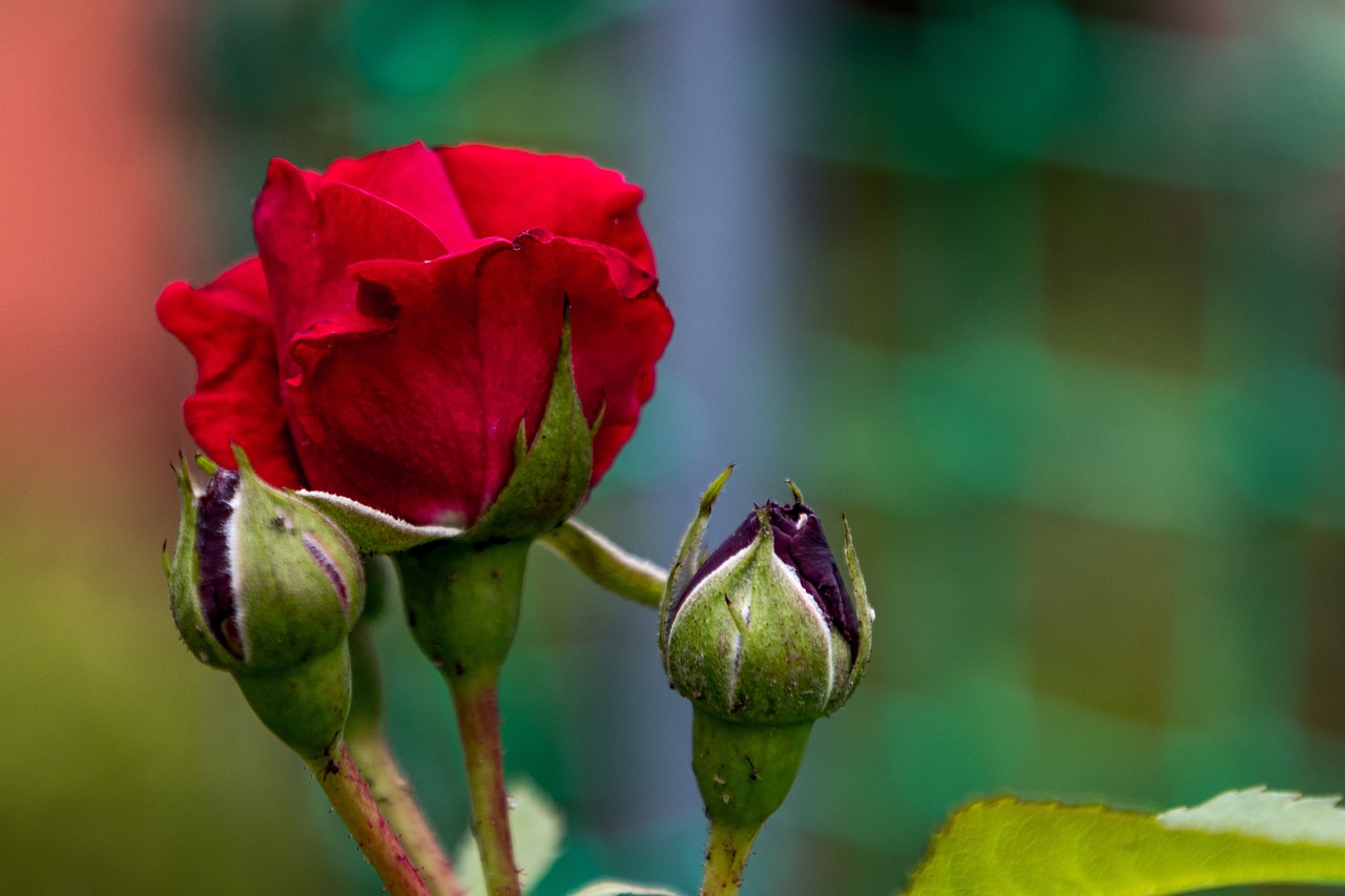 rose  flower  petals free photo