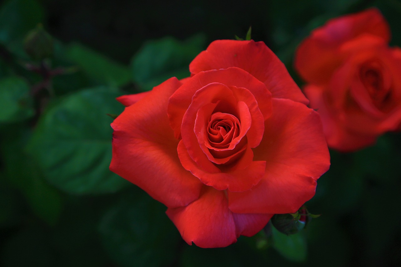 rose  red  beautiful free photo