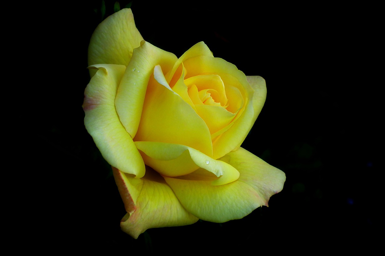 rose  flower  yellow free photo