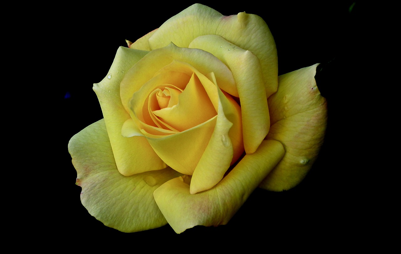 rose  flower  yellow free photo