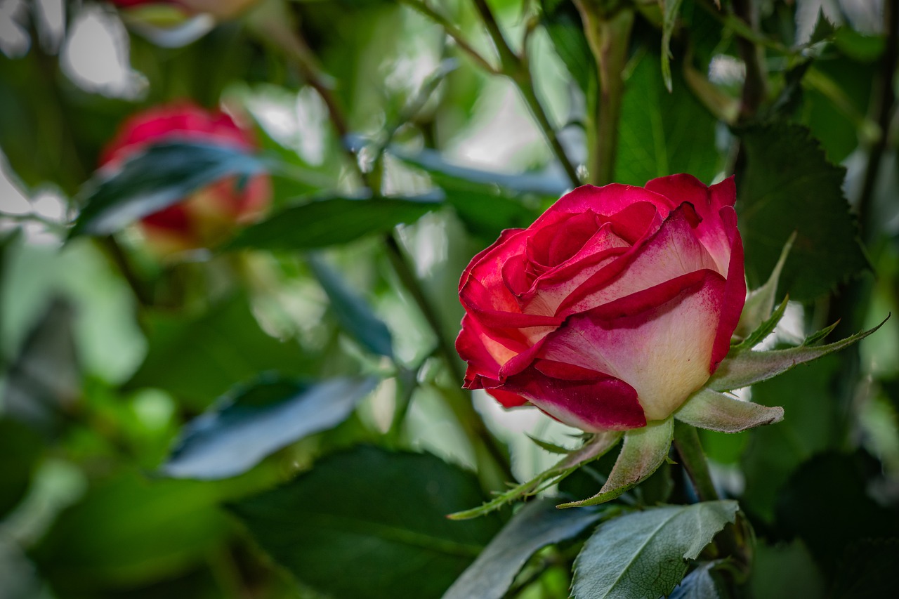 rose  flower  plant free photo