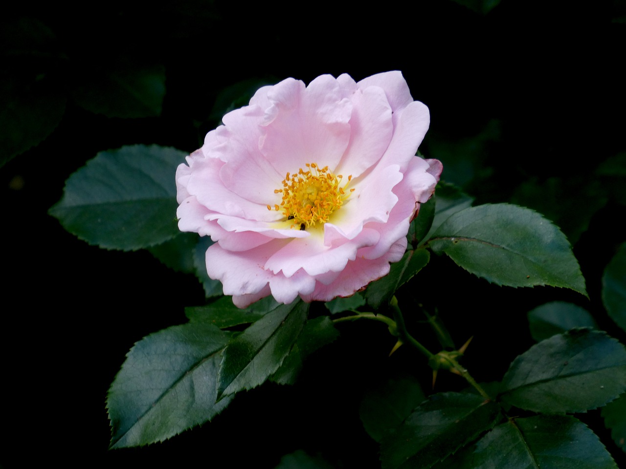 rose  pink  close up free photo