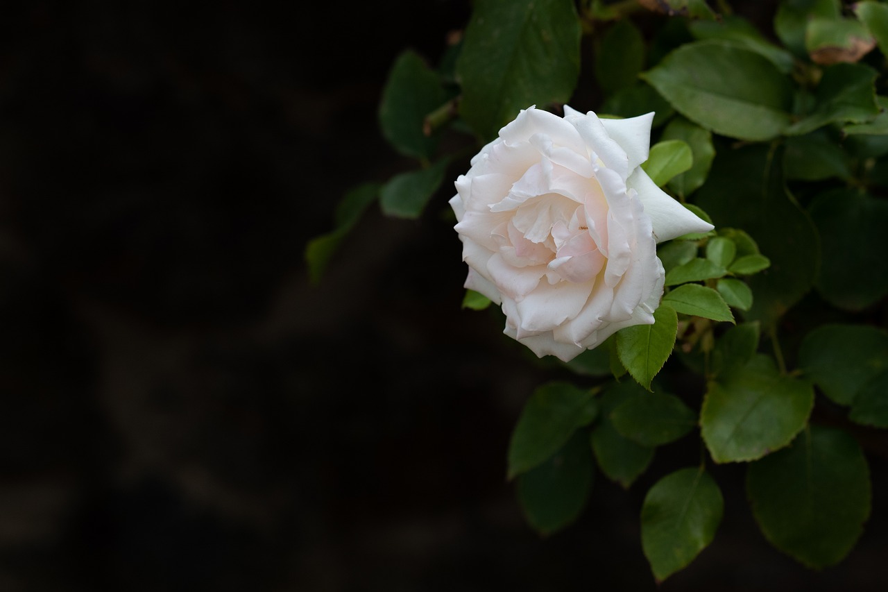 rose  bloom  flower free photo