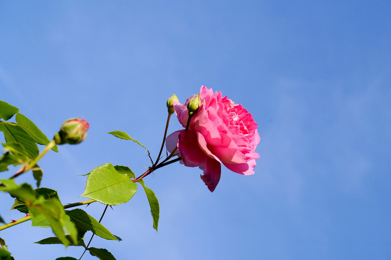 rose  sky  blossom free photo