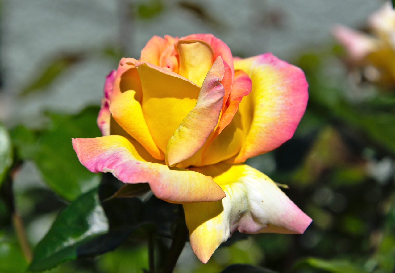 rose  blossoms  pink free photo