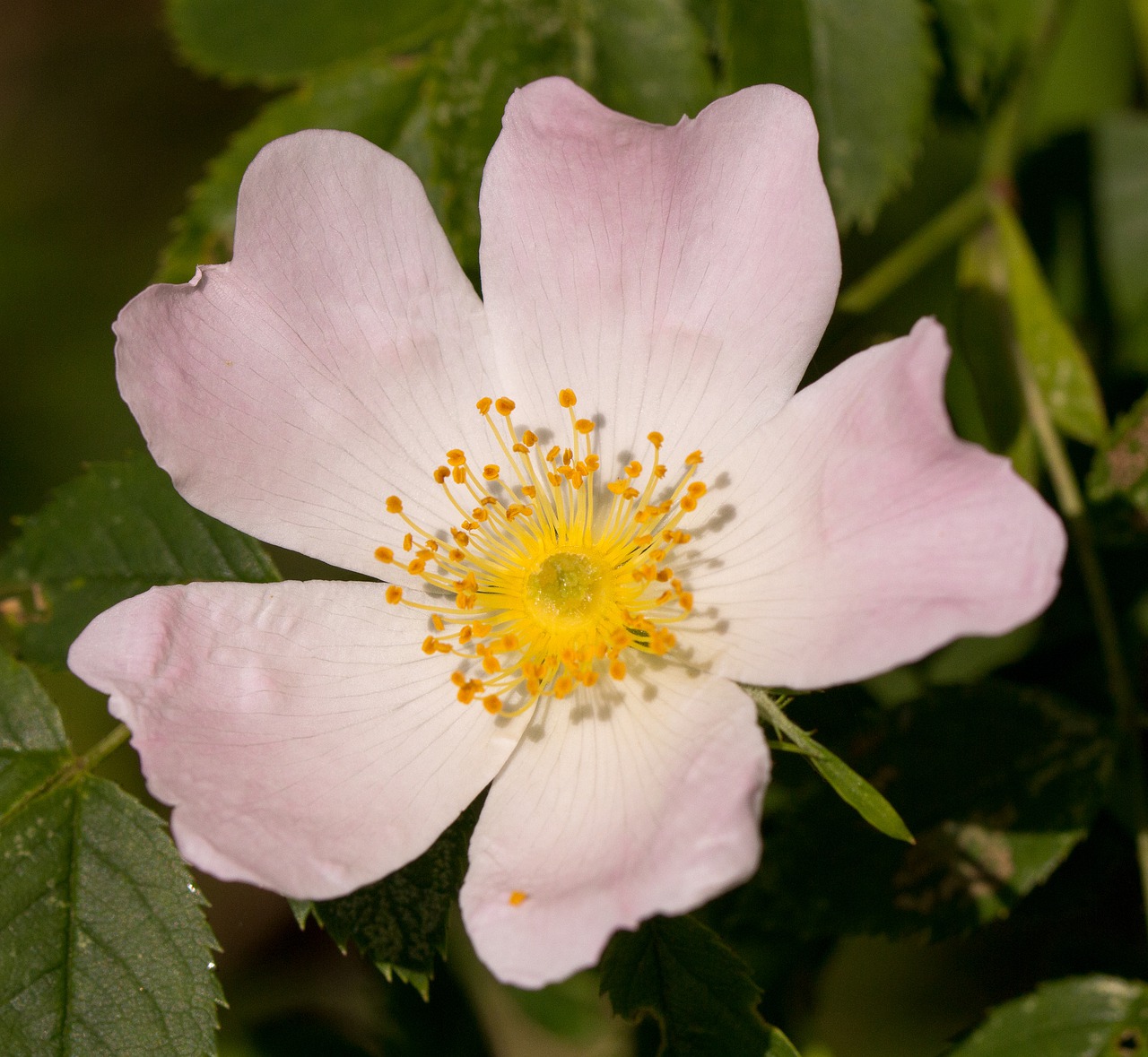 rose  pink  single flower free photo