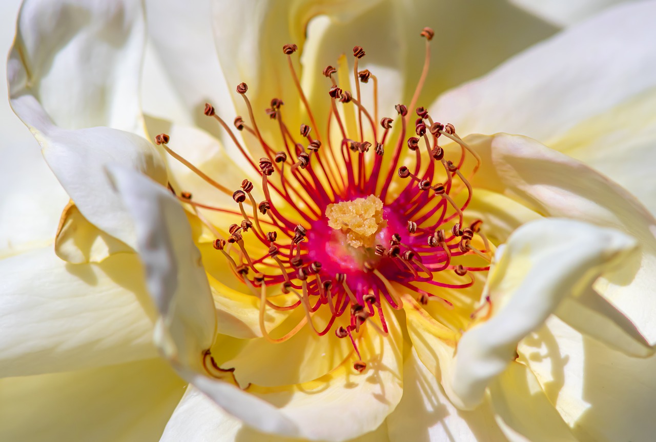 rose  detail  close up free photo