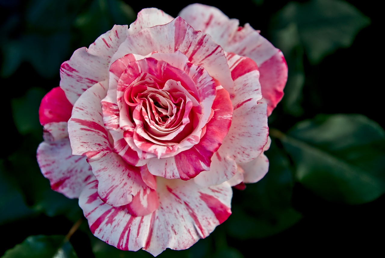 rose  blossomed  bi color free photo