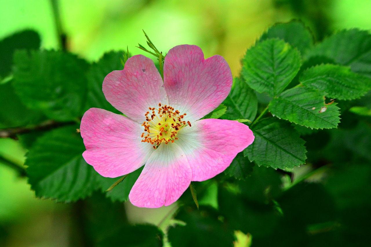 rose  flower  plant free photo