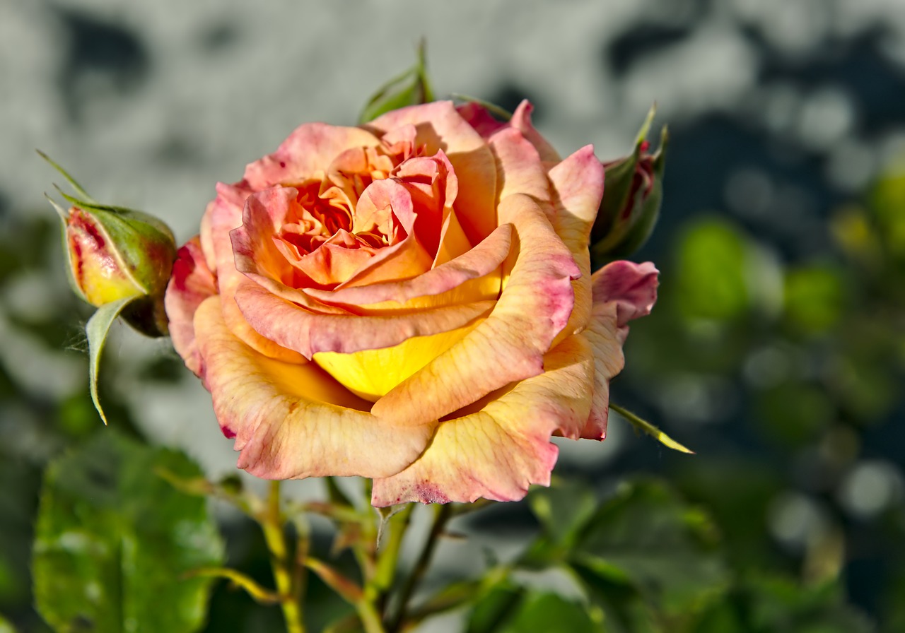 rose  rose petals  blossom free photo