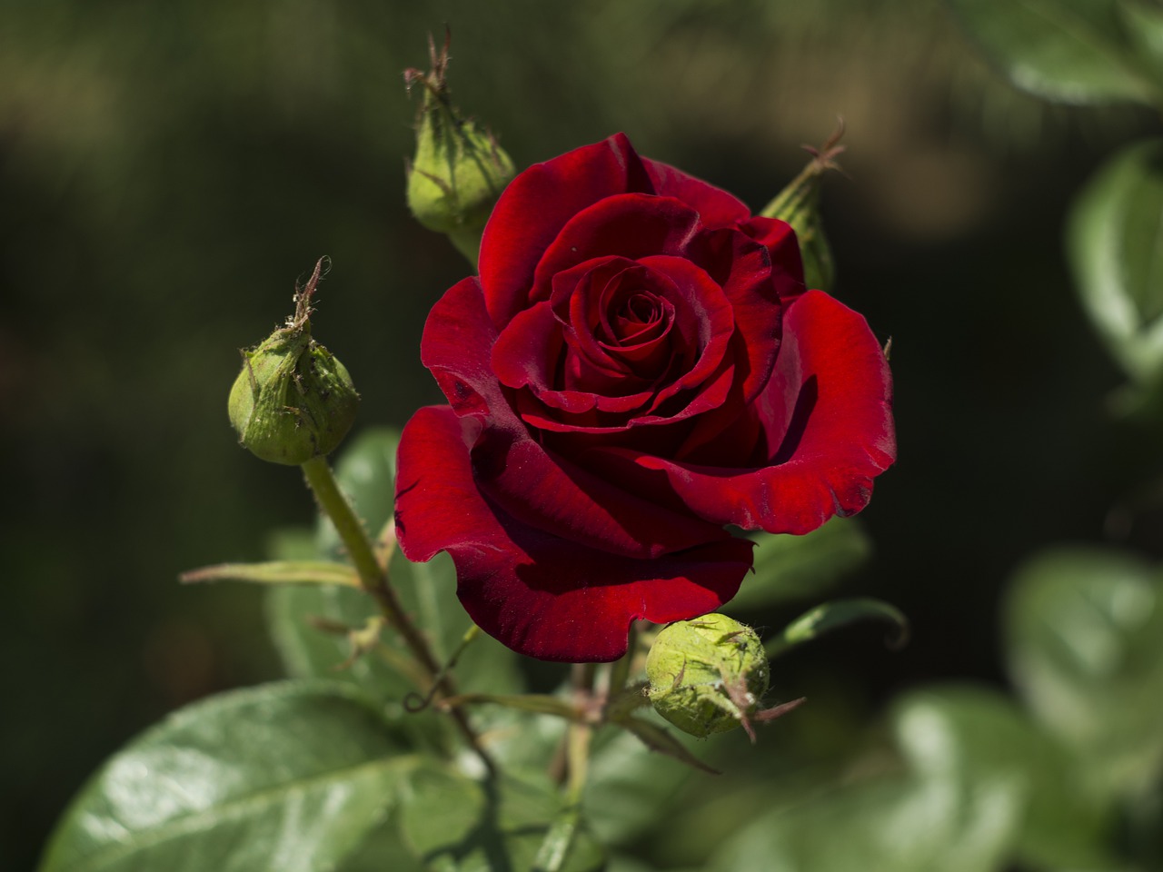 rose  flower  garden free photo