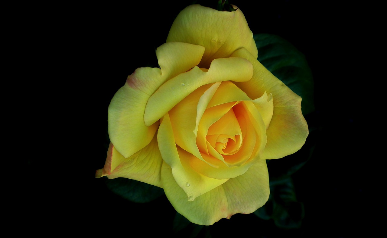 rose  flower  yellow free photo