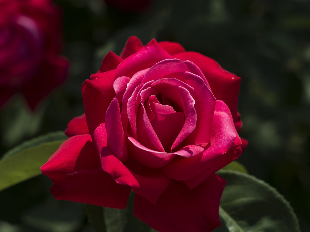 rose  flower  beauty free photo