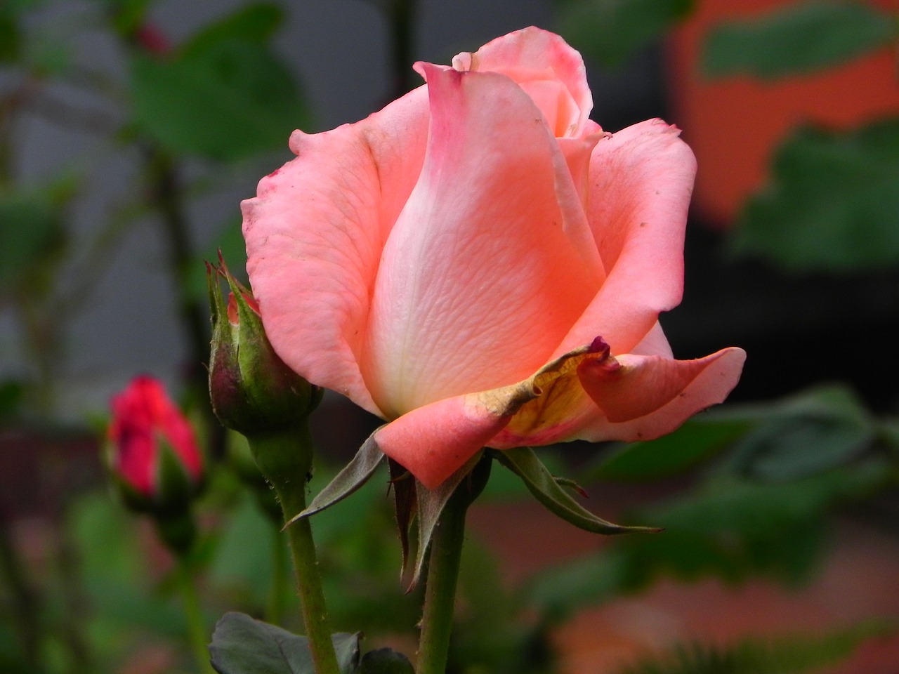 rose  flower  blossom free photo