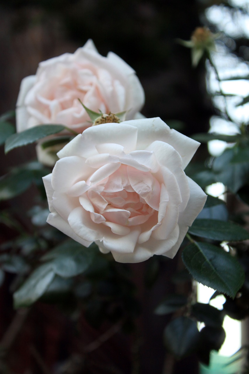 rose  the white rose  pink roses free photo