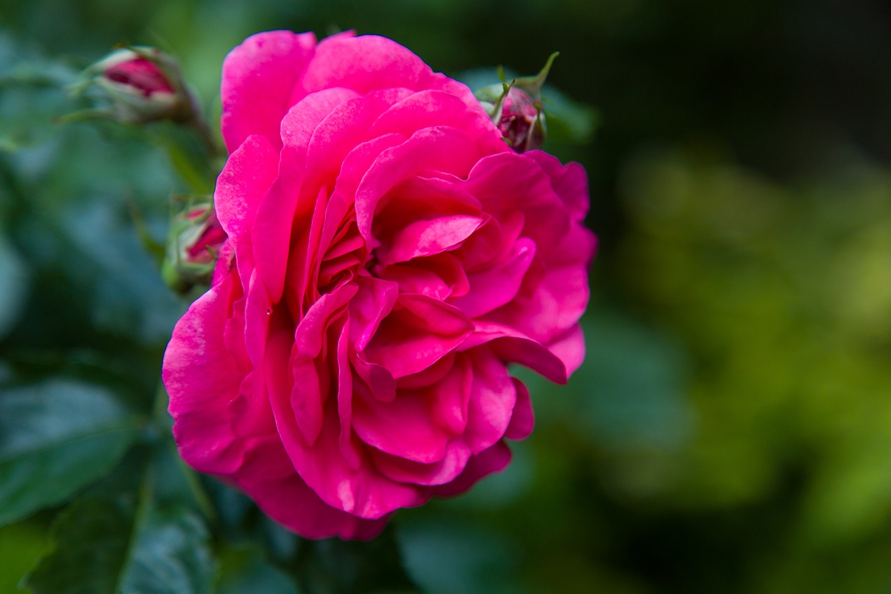 rose  pink rose  blossom free photo