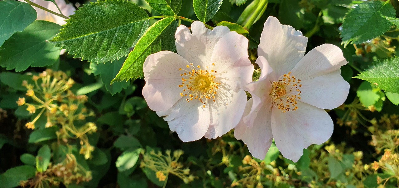 rose  wild  flower free photo