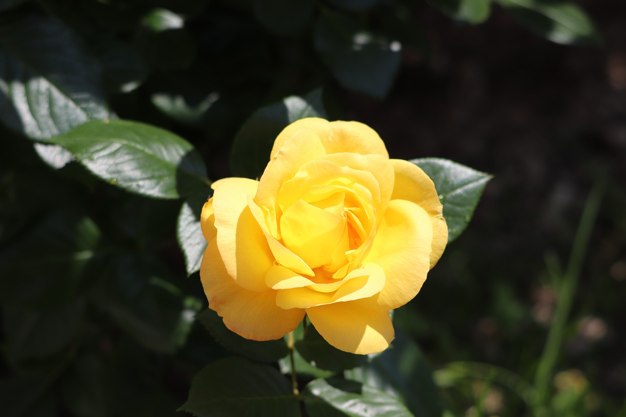 rose  yellow  romantic free photo