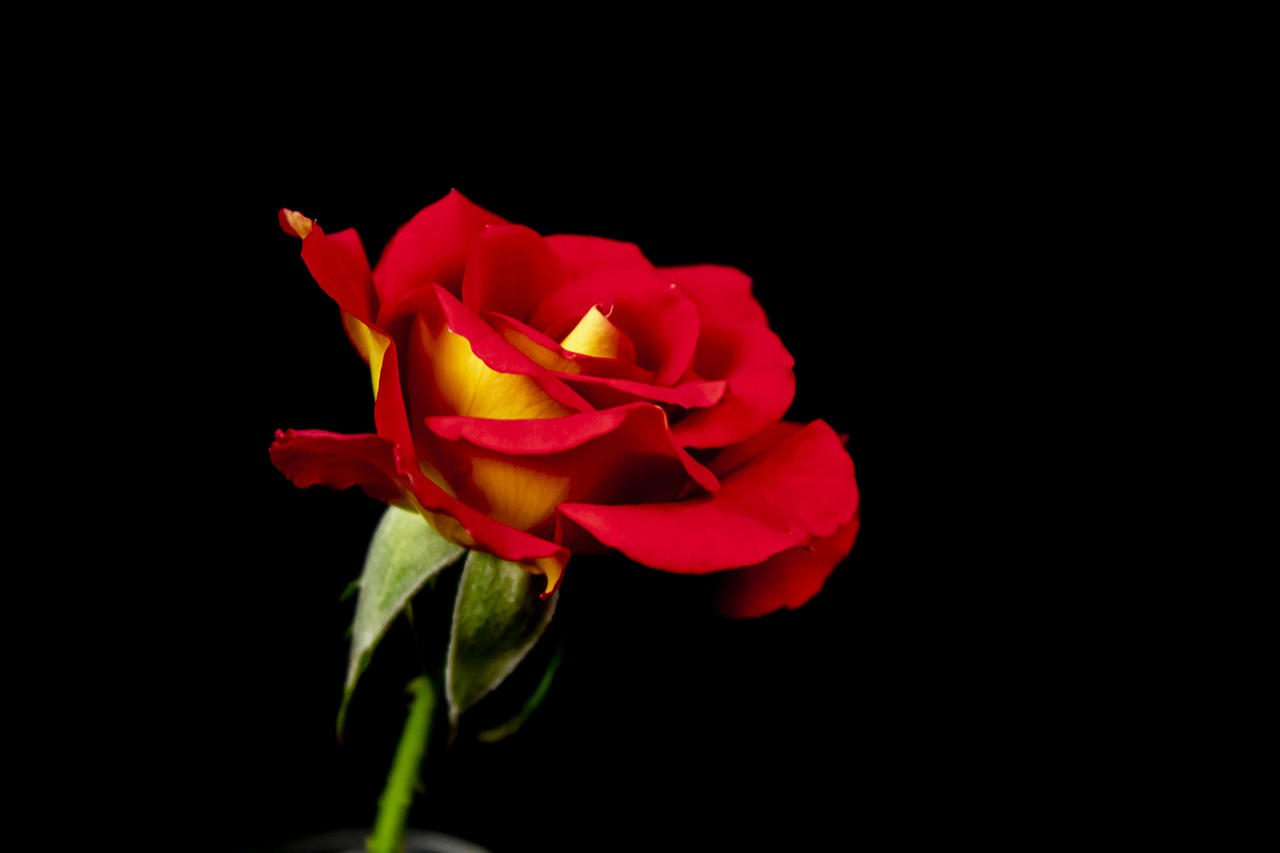 rose  flower  love free photo