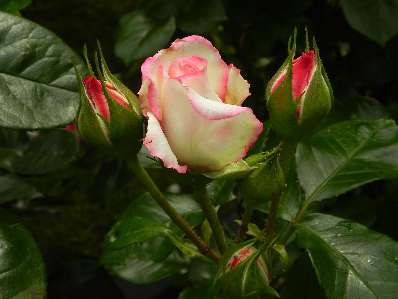 rose  pink  flower free photo