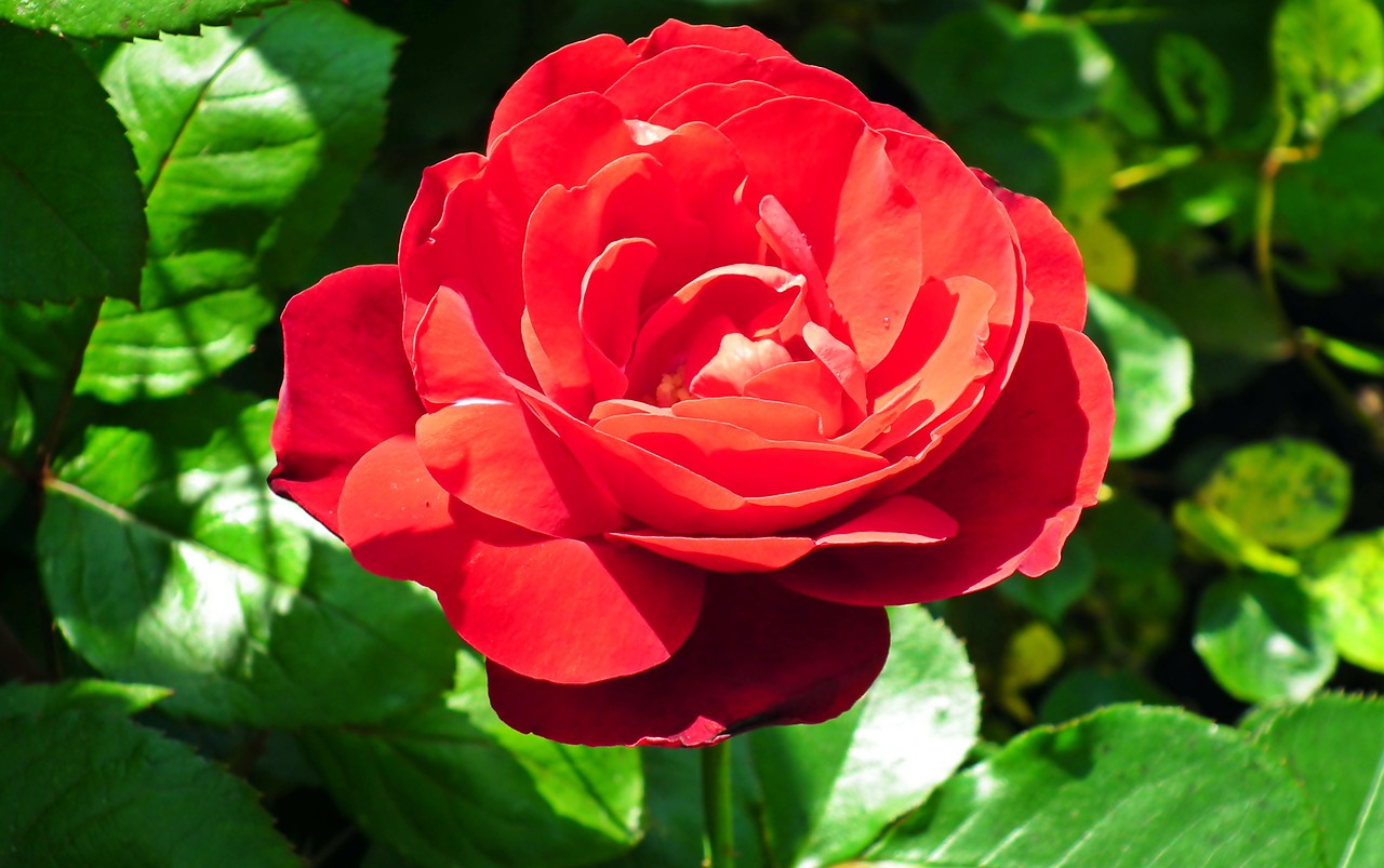 rose  flower  red free photo