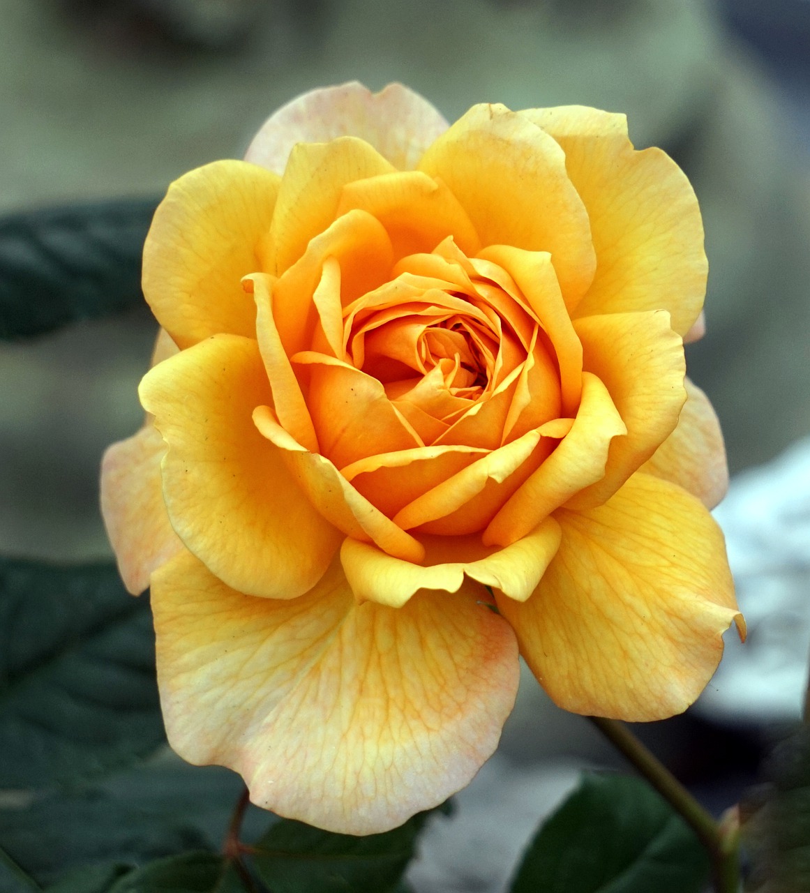 rose  yellow  blossom free photo