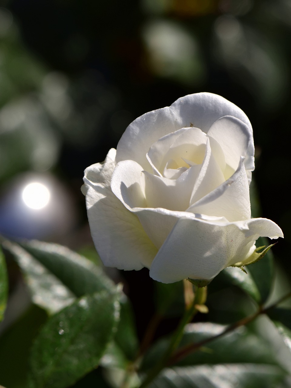 rose  white  blossom free photo