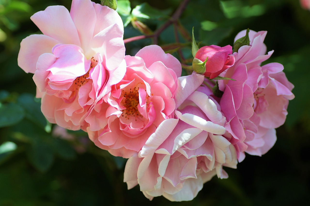 rose  flowering  pink free photo