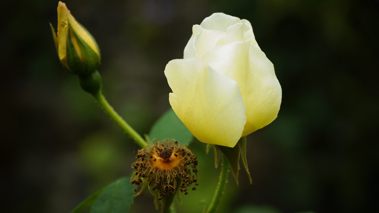 rose flower floral free photo